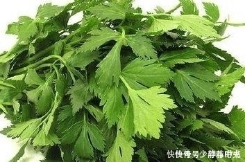 睡眠|用此菜叶子泡水喝,睡前来一杯,睡眠好了,黑眼圈也淡了