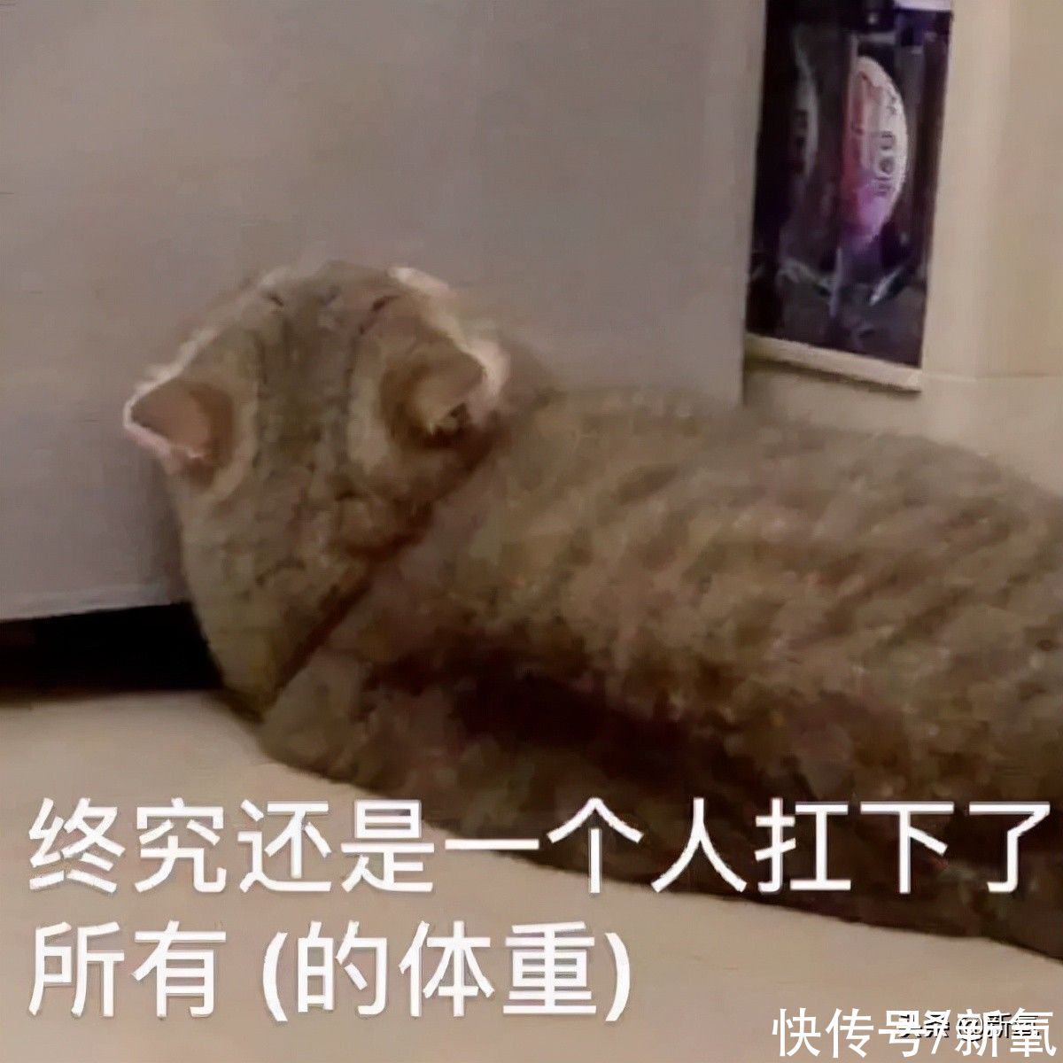 卡餐|薇娅李佳琦集体翻车!减肥餐有一个算一个全是智商税?