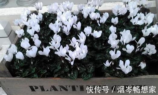 管理|日常养护仙客来难围绕5点管理,盆栽株型美、叶片密、开花多