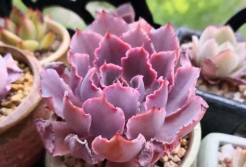 还在为多肉晚霞之舞是单头而操心?建议这样养,它就可以轻松爆盆