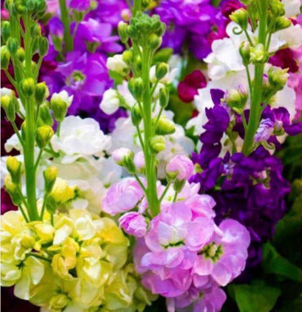 富贵|4种旺运花,吉祥添富贵,开起花来拦不住,美不胜收,你养了吗