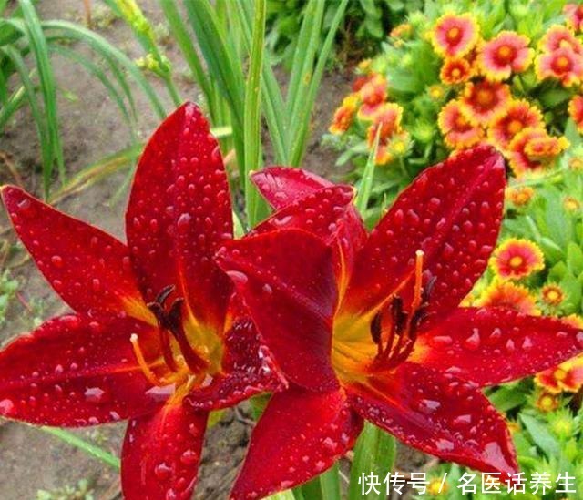 家里种棵“黄菜花”,开花几十年,花大如百合,满院“妈妈花”