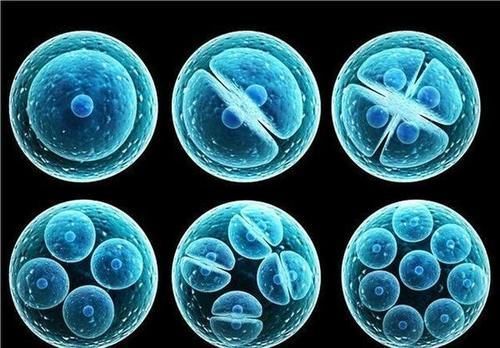 卵子|越来越多的人选择做“试管婴儿”,试管婴儿与正常人一样健康吗?