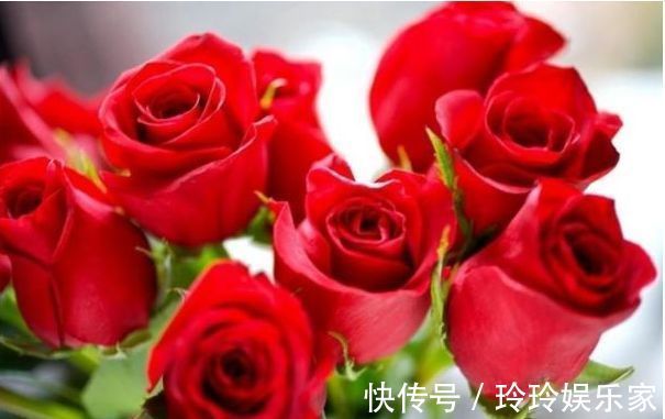 花友|喜欢菊花,不妨养“玫瑰精品”卡罗拉,花开红艳似火,美艳优雅