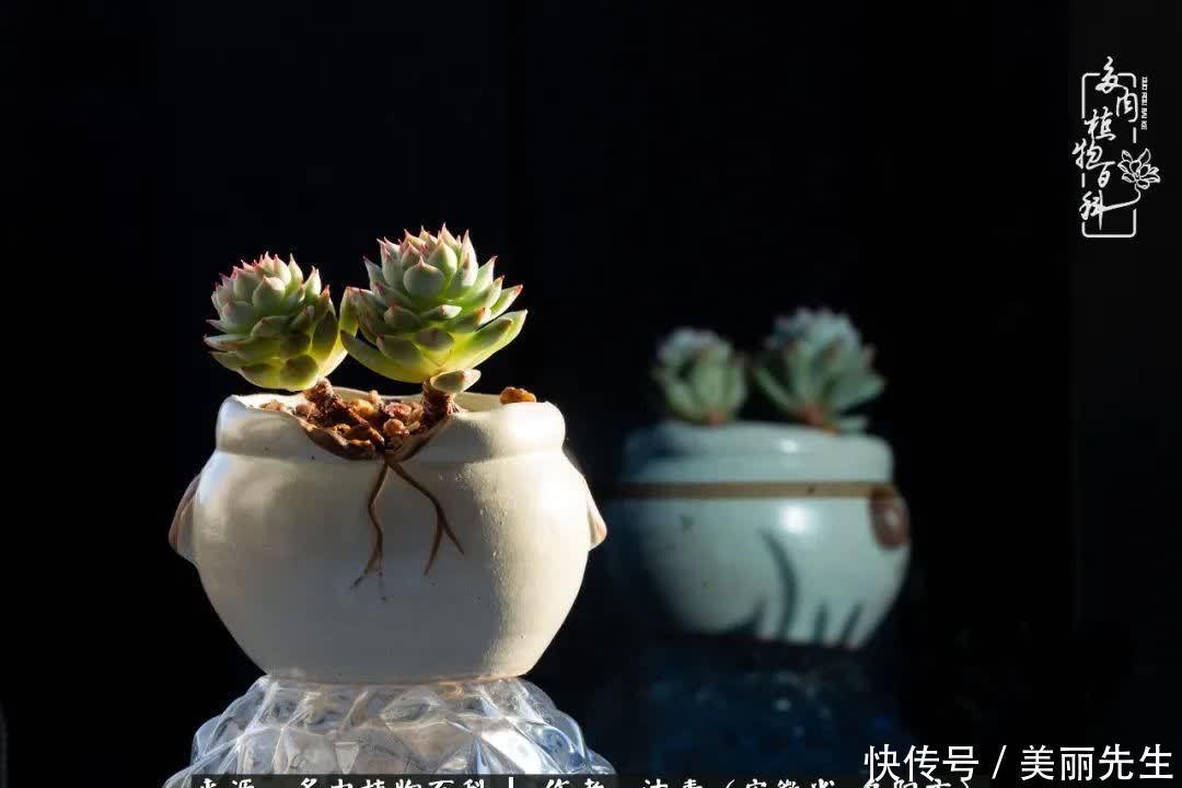 多肉——入了我的时光画卷!