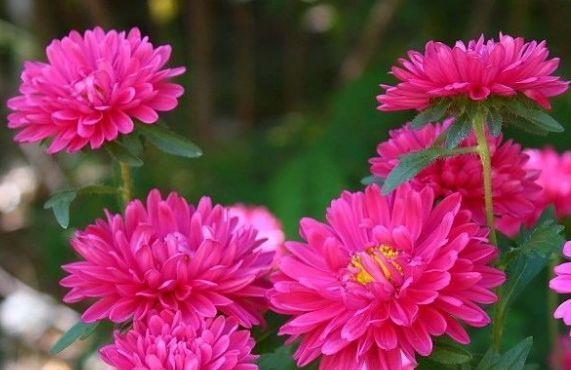 几种花是花卉中的劳模,一开就是100多天,好养易活开花美