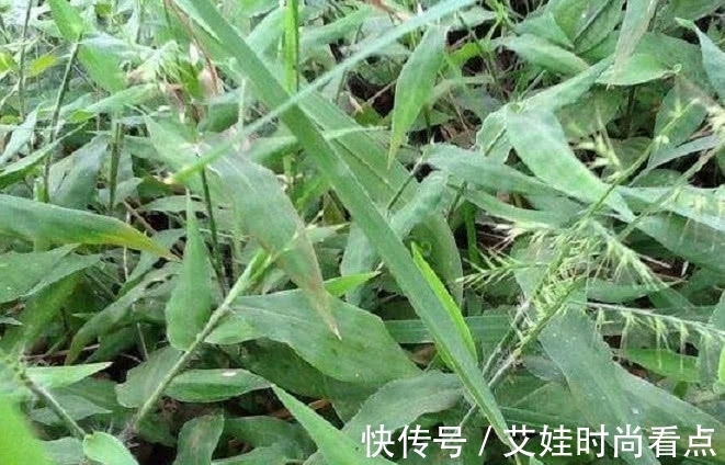 皇室|野外一种长得像竹叶的野草,曾是皇室用品,人称“帝王之草”