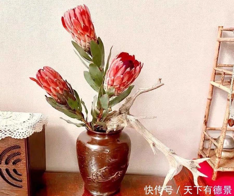 最气派的“霸王花”,家里养一盆,华丽又大气,富贵又吉祥