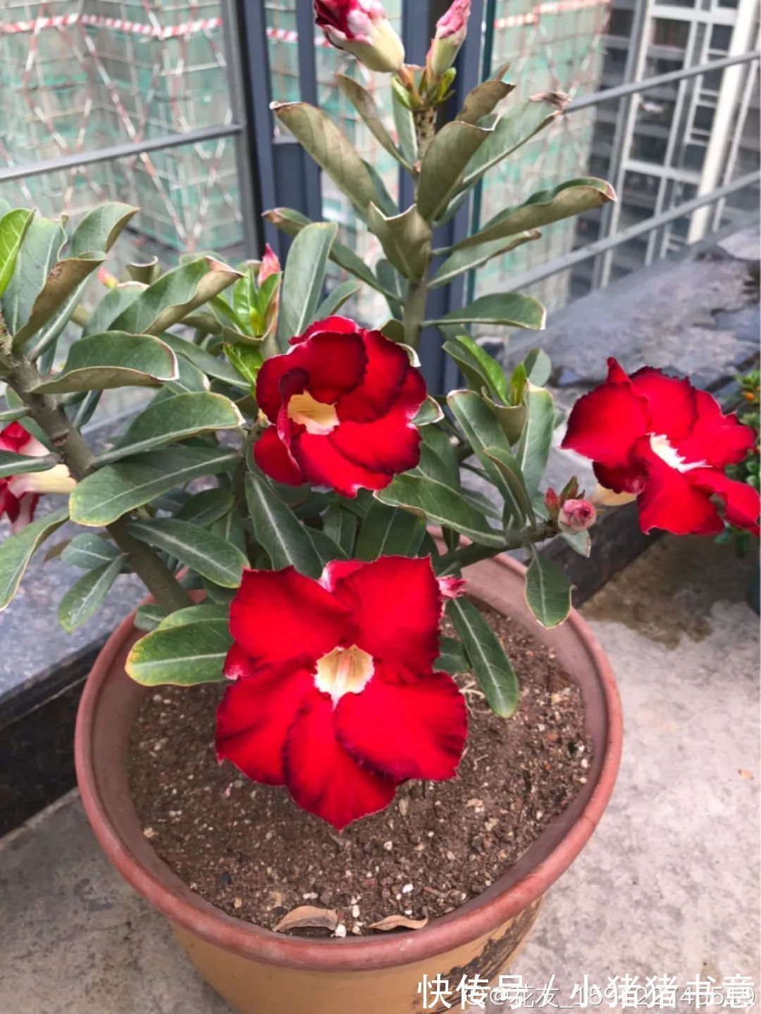 超好养的18种植物,第一名竟然是它!绿萝只能排倒数