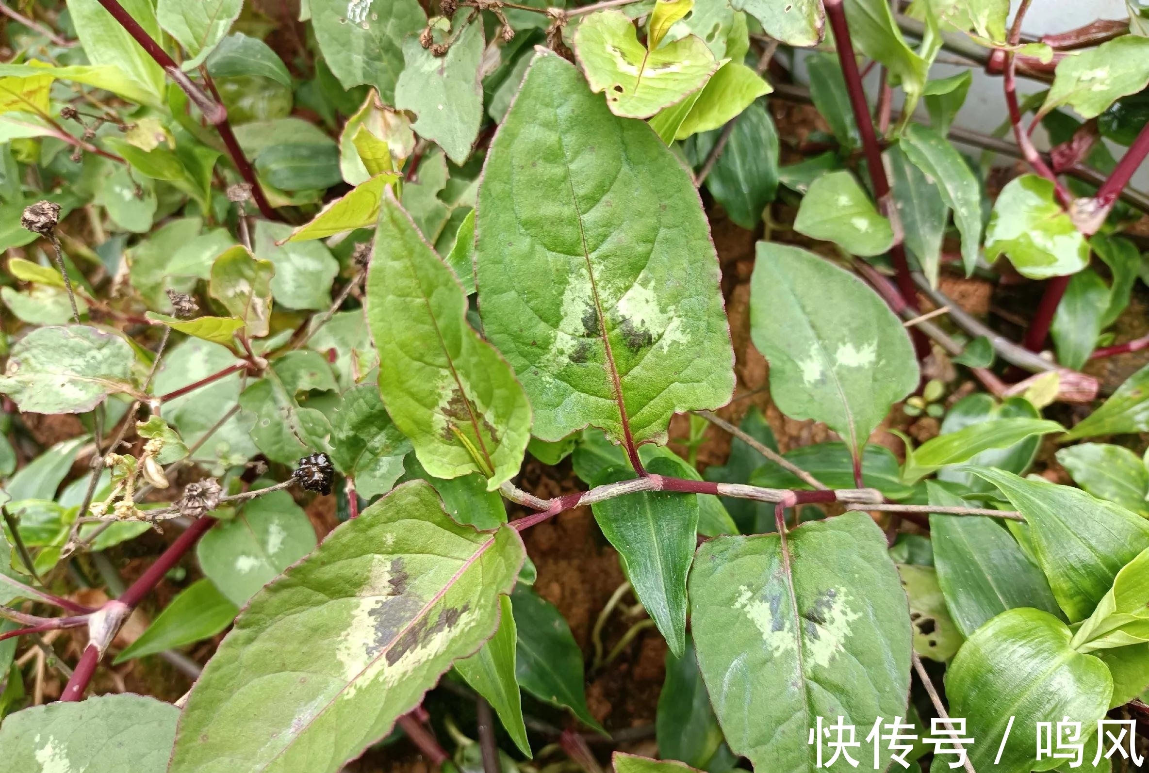 民间|春节后湿气重,2种民间“祛湿王”,偶尔煮水喝,祛除湿气身体好