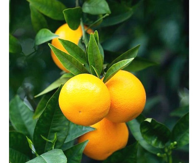 砂糖橘|糖尿病人必吃的以下三种水果,吃了血糖照稳!