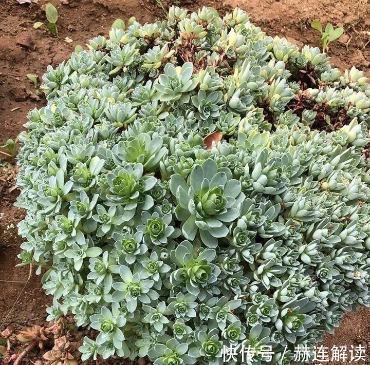 艾伦|姐姐养了9年的多肉,没有买肥就用它,个个长成精!