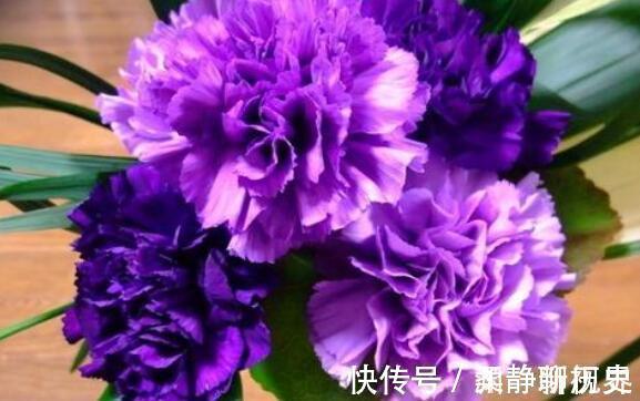 母亲的爱|家中有老人养“它”花语温馨与慈祥，开花颜色特殊，花叶俱美