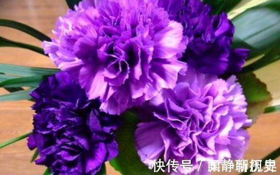 母亲的爱|家中有老人养“它”花语温馨与慈祥,开花颜色特殊,花叶俱美