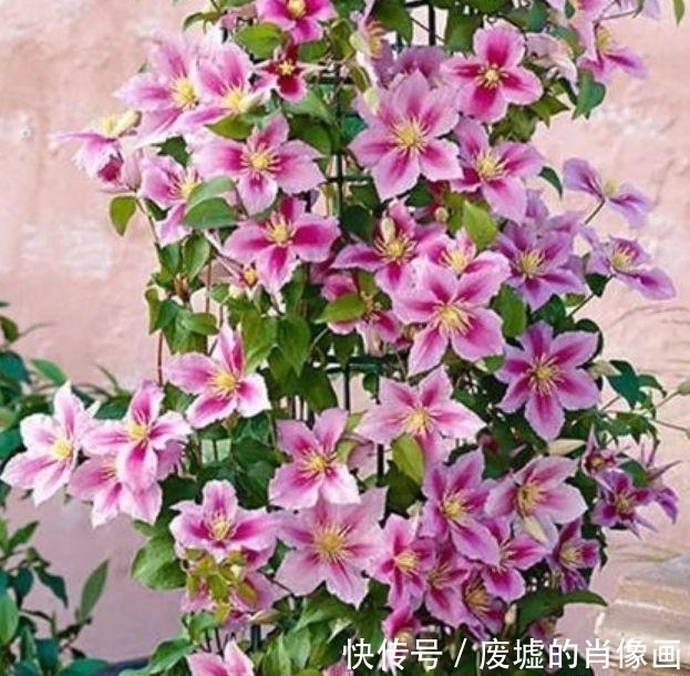 大岩桐|最适合新手养的4种花,沾土就能活,花期长达200天,养出小花园