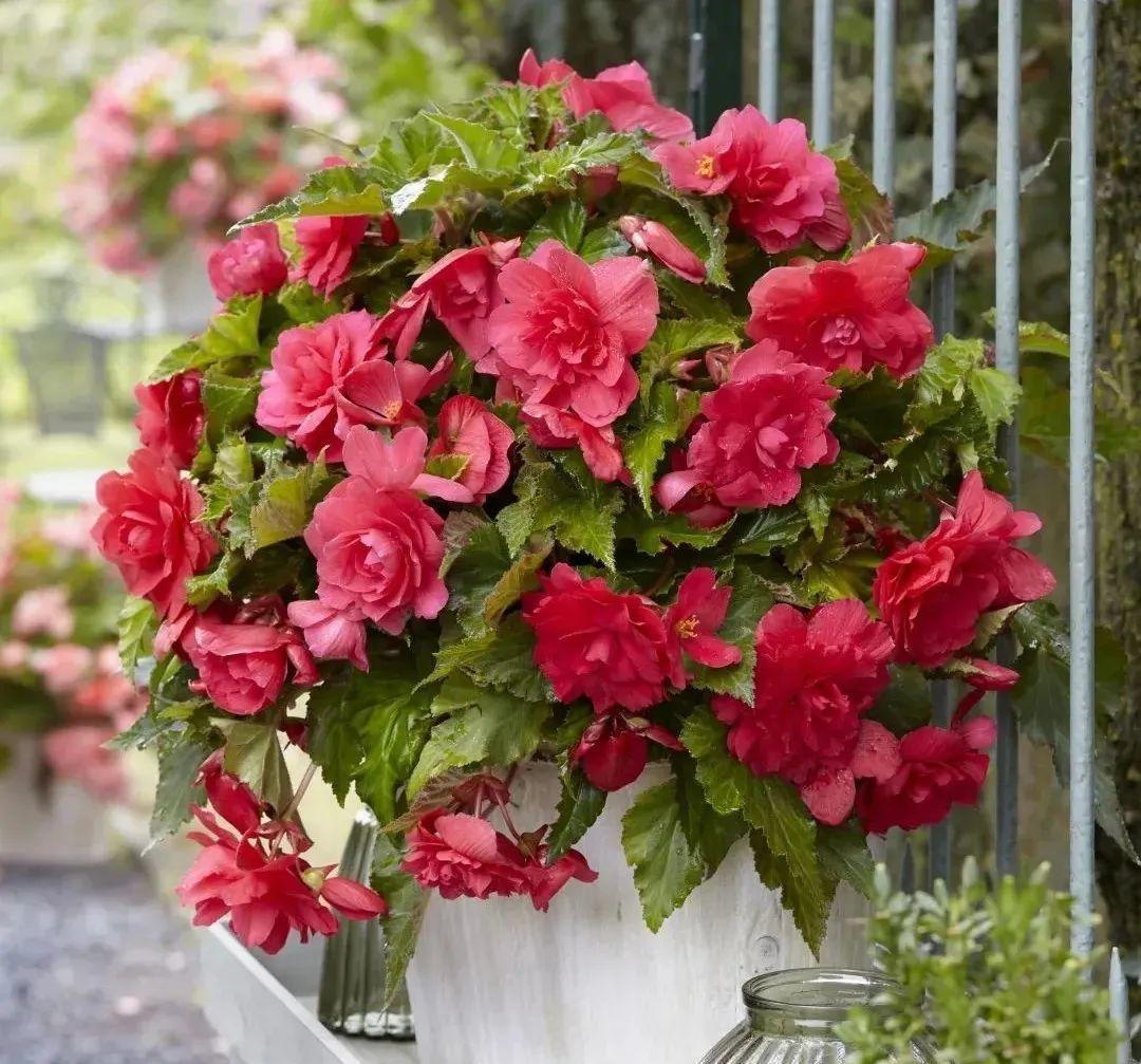 1种花不能用大盆,盆越小,水越少,开花更爆盆!