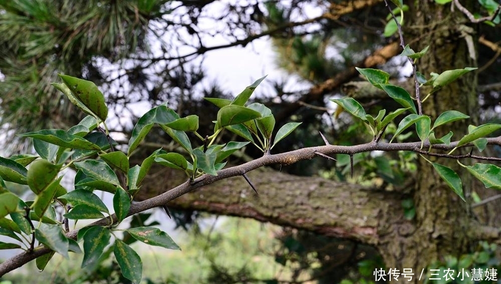过去砍来当柴烧,如今价值十分珍贵,树芯含“黄金”,人称黄金木