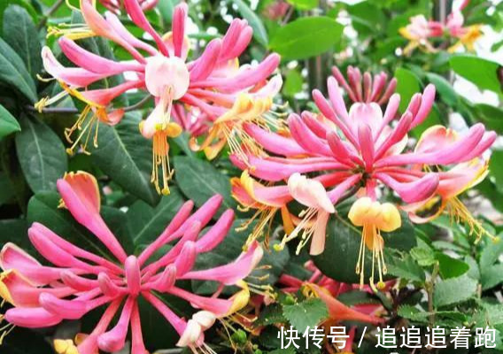 还在养吊兰3种花剪根枝，插土里就能活，半年成花墙，太惊艳了