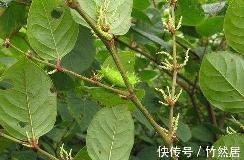 杂草|地上碰见这植物,说啥也要铲掉,不然泛滥后,损失大