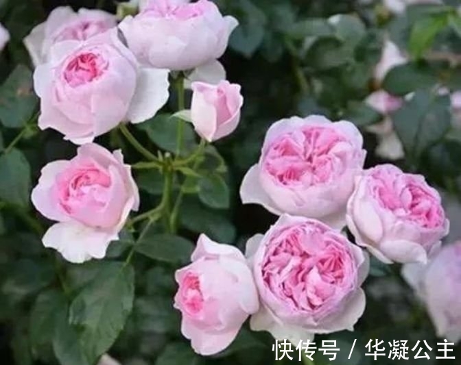 4种花很耐养,沾土就能活,花大色艳,全年开花不断