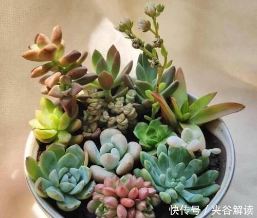 多肉可爱招人喜欢,怎么养得好,其实有方法