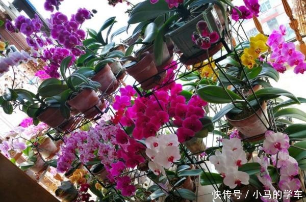 谁说室内养不好花这12种一养就开花，还特漂亮，喜欢养花别错过！