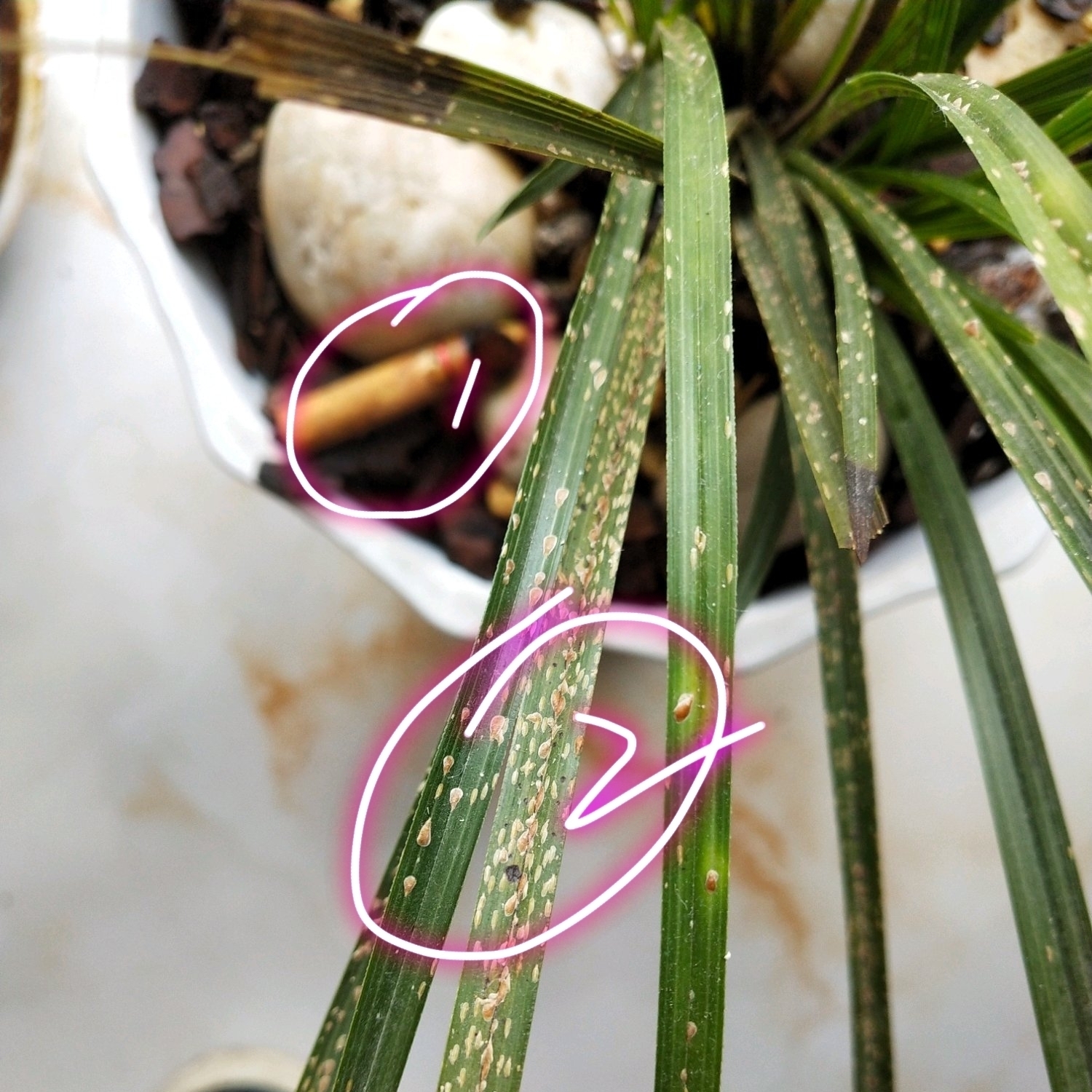 兰花盆|请给兰花一点尊重,把兰花养成这样良心不会痛吗快做到3点