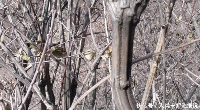 山中若遇此种植物,请珍惜保护,不可破坏,见一眼已是运气