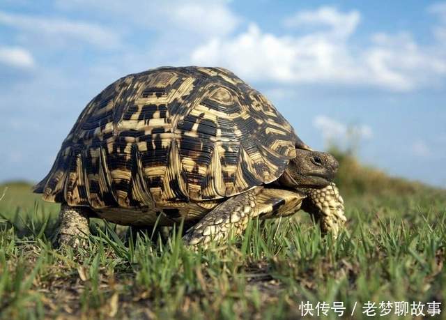 被死神遗忘的“神龟”,清朝出生熬死三个饲养员,一生未曾交配过