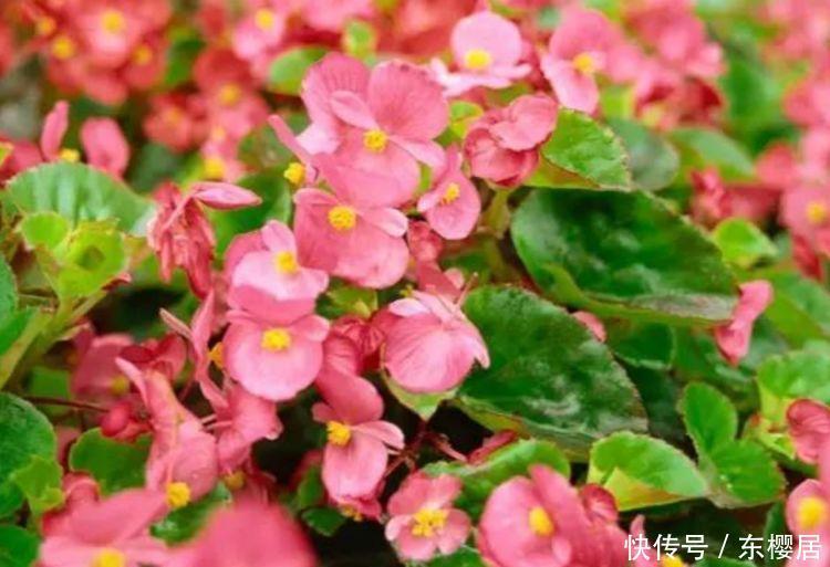 4种花是花卉中的劳模,给水就“疯长”,开花一簇簇,好养又漂亮