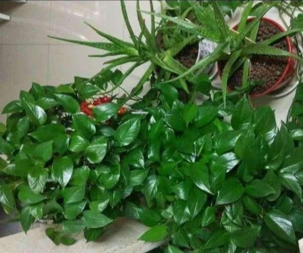 顺序|养绿萝，按照顺序“4步走”，做对了30天爆盆，从不黄叶