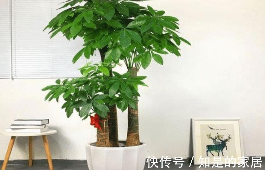 秋冬养花，首选这4种懒人花，富贵大气又好看，养几盆空气更清新