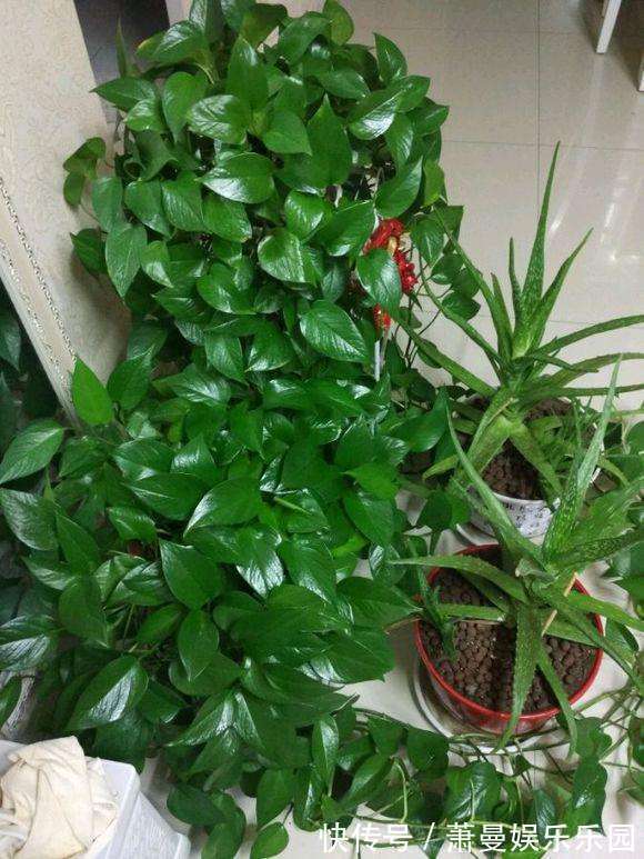 浇水|8种“漂亮花”,冬天要“虐着养”,越虐越健康,不然很难过冬