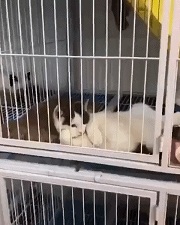 |搞笑GIF:像泥鳅一样的舌头,好长啊