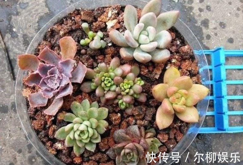 3种“垃圾”垫盆底,不黄叶烂根,1年四季叶子油绿,花开爆盆!