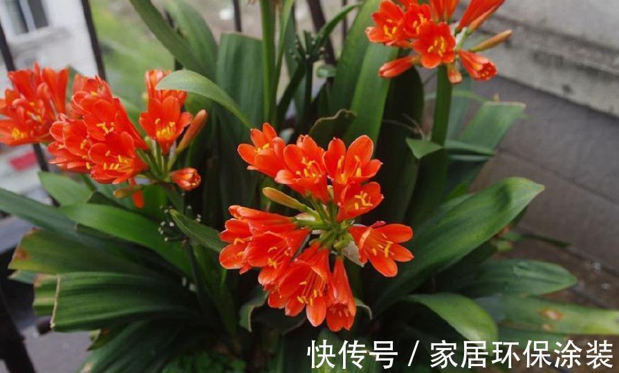 养护|秋天养君子兰，15天浇一次“神仙水”，新叶新芽猛长，轻松开满盆