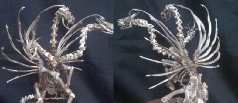 手办|万物皆可手办,知了做出异形的感觉,小龙虾壳变身恶魔龙