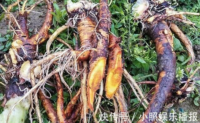 叶子|此物俗称“牛舌菜”，根价值不输人参，河边就有，遇见带走