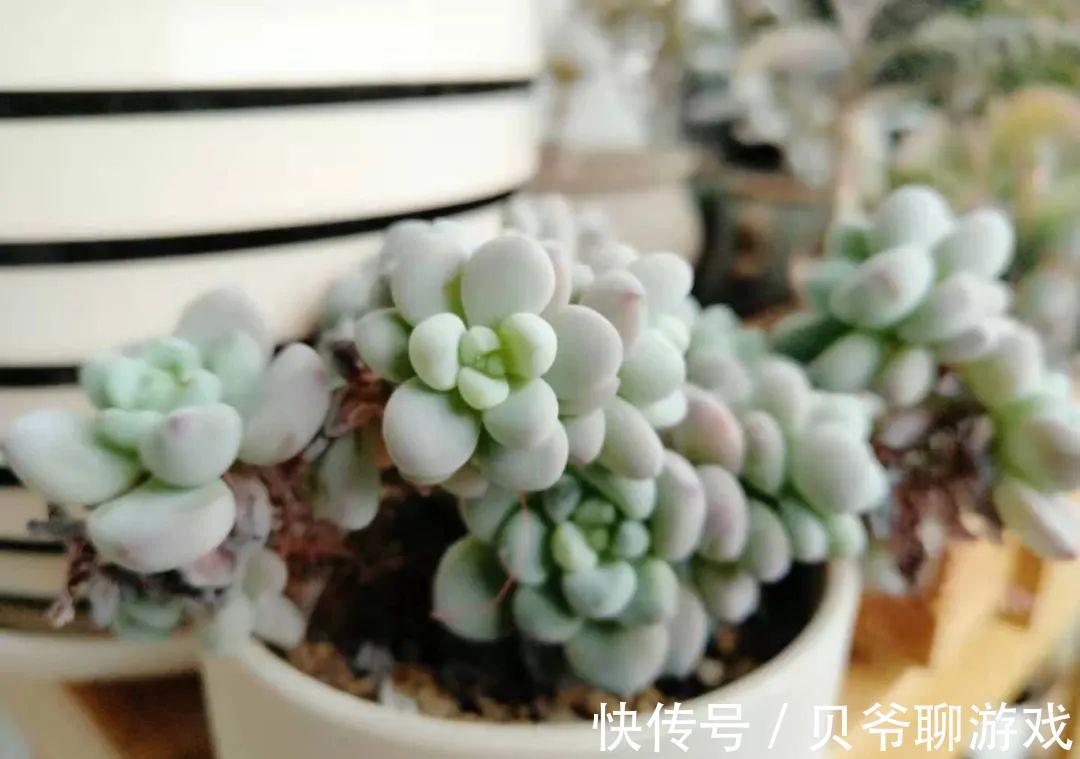 多肉劳尔冬天怎么养，做好这三点，也能红润饱满香味浓