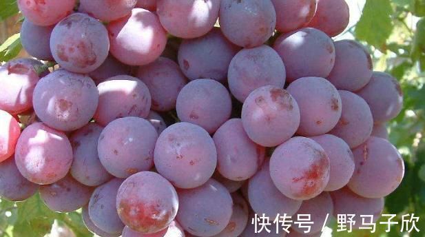 味甘|吃什么对肺好？营养师：清肺、润肺、养肺各有“3宝”！