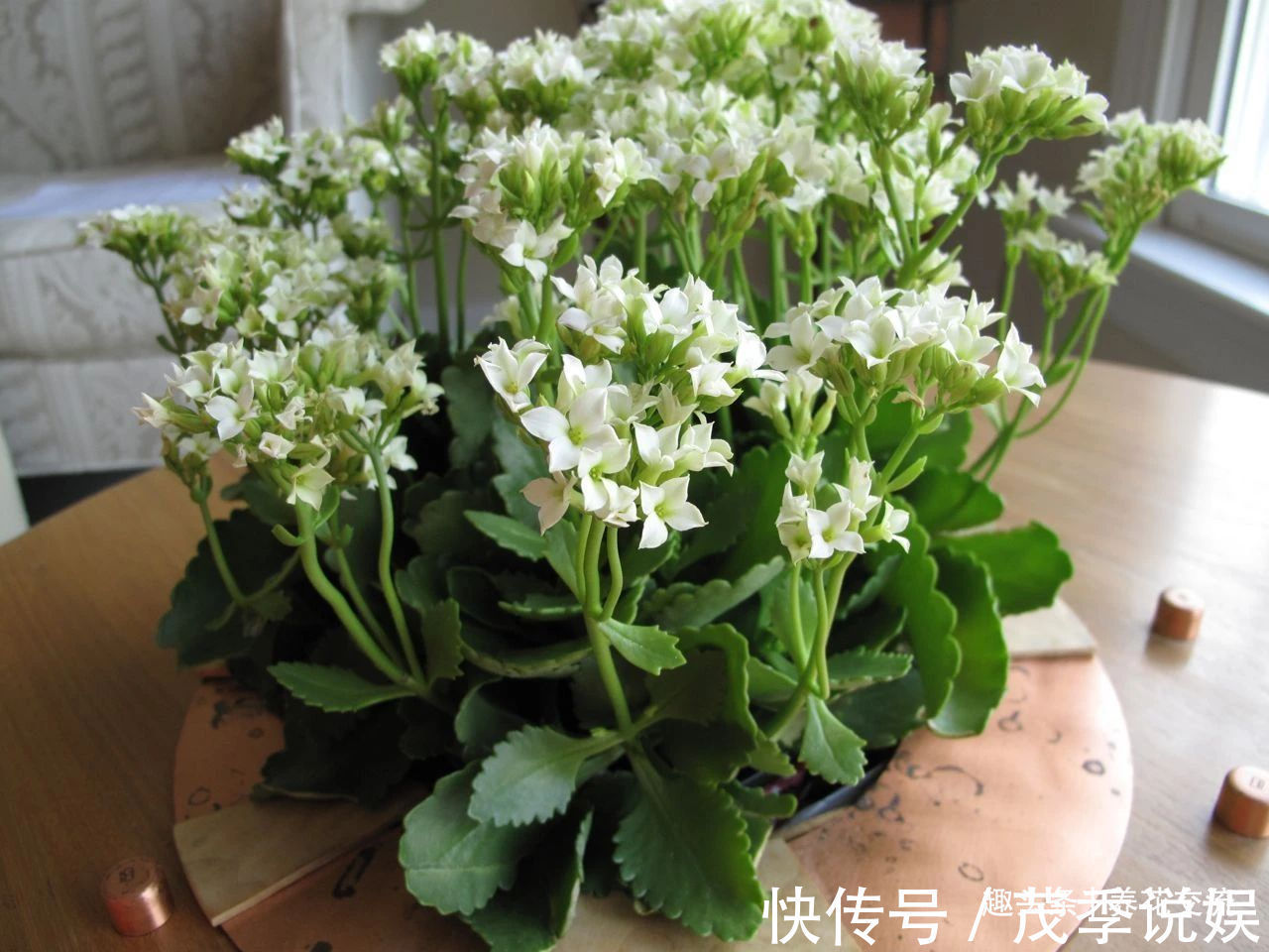 盆栽|室内盆栽长寿花开花指南,光照比肥料还重要,想要复花要学会修剪