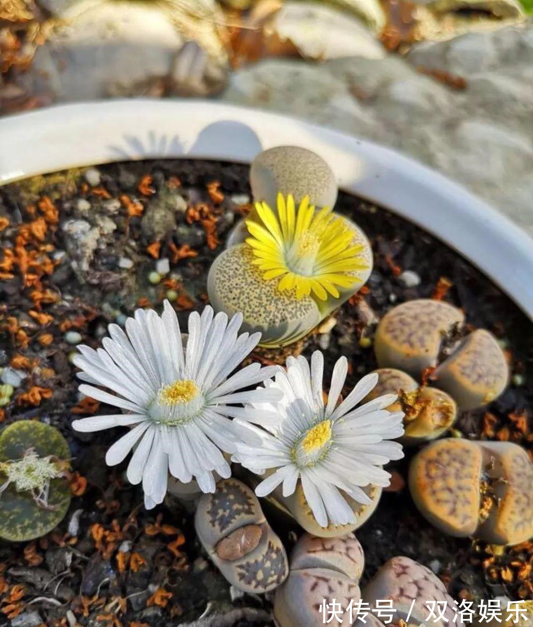 浇水|6种多肉太难养,赶紧留个种,省得每年都要重新买!