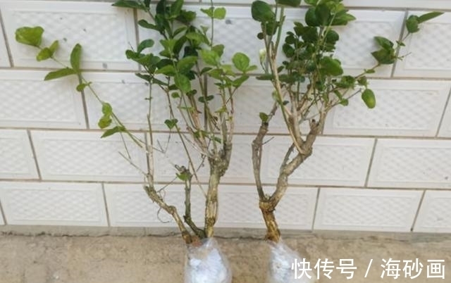 绣球|喜欢逛花市，碰到5种老桩不要买，开花少难养活，影响心情浪费钱