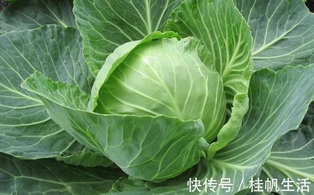 赵琰|萝卜白菜靠边,几毛钱一斤的它才是菜王!防癌、养胃、清血管的万能菜