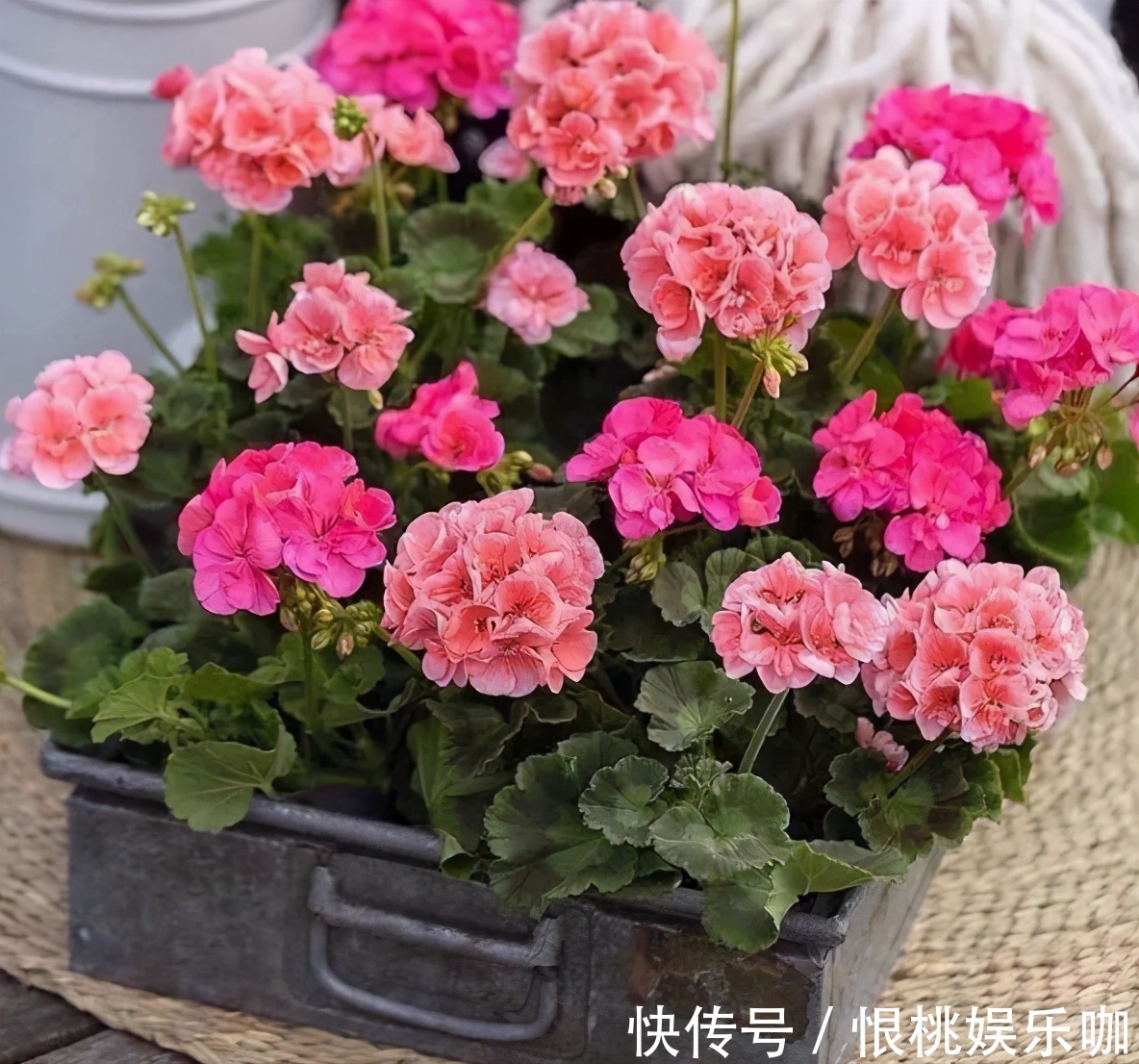 告诉大家一个秘密：香蕉皮养花，有很多大众不知道的用法哦！