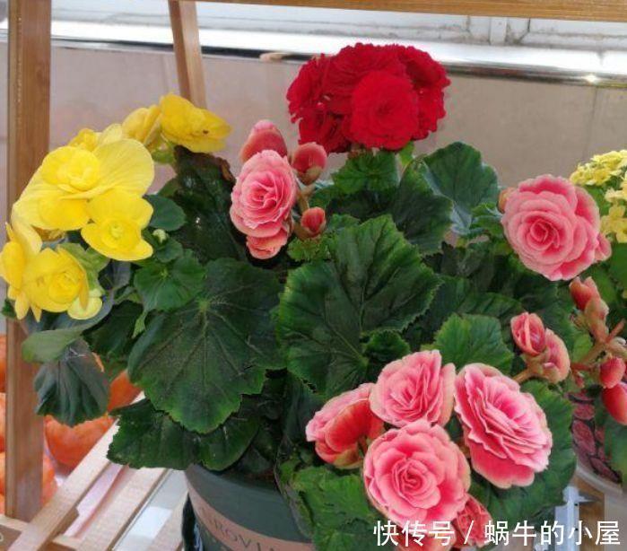 最受欢迎的4种花,人见人爱,漂亮又好养,开花奇特颜值高