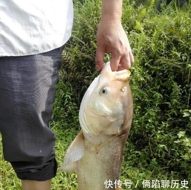 有一种美味叫“年鱼”,能想起的,说明你已经老了!