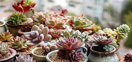 多肉植物越长越瘦是你不会捣鼓，教你4招，个个胖鼓鼓