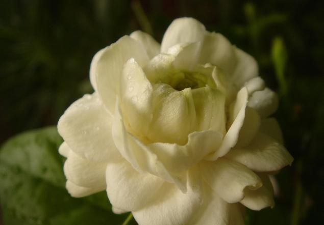 浇水|喜欢茉莉花,夏季就养盆虎头茉莉吧,花朵又大又香,还是重瓣的