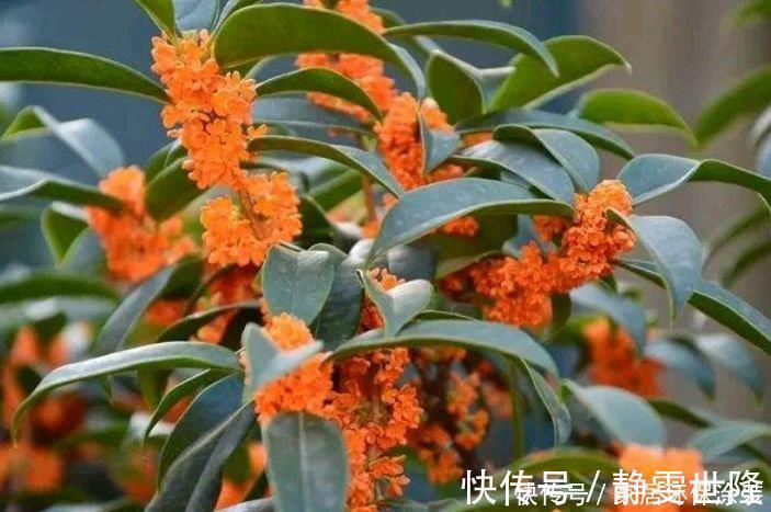 花友最喜欢的4种花,浇水就疯长,开花就爆盆,养在家里太美了!